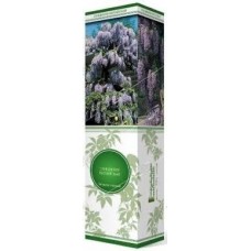 Глициния китайская (коробка)