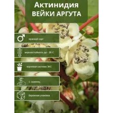 Актинидия аргута Вейки муж. (коробка)