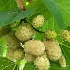 Шелковица белая Альба (агроном. сетка)