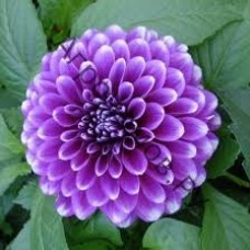 Георгина декоративная Блу Бой ЦО