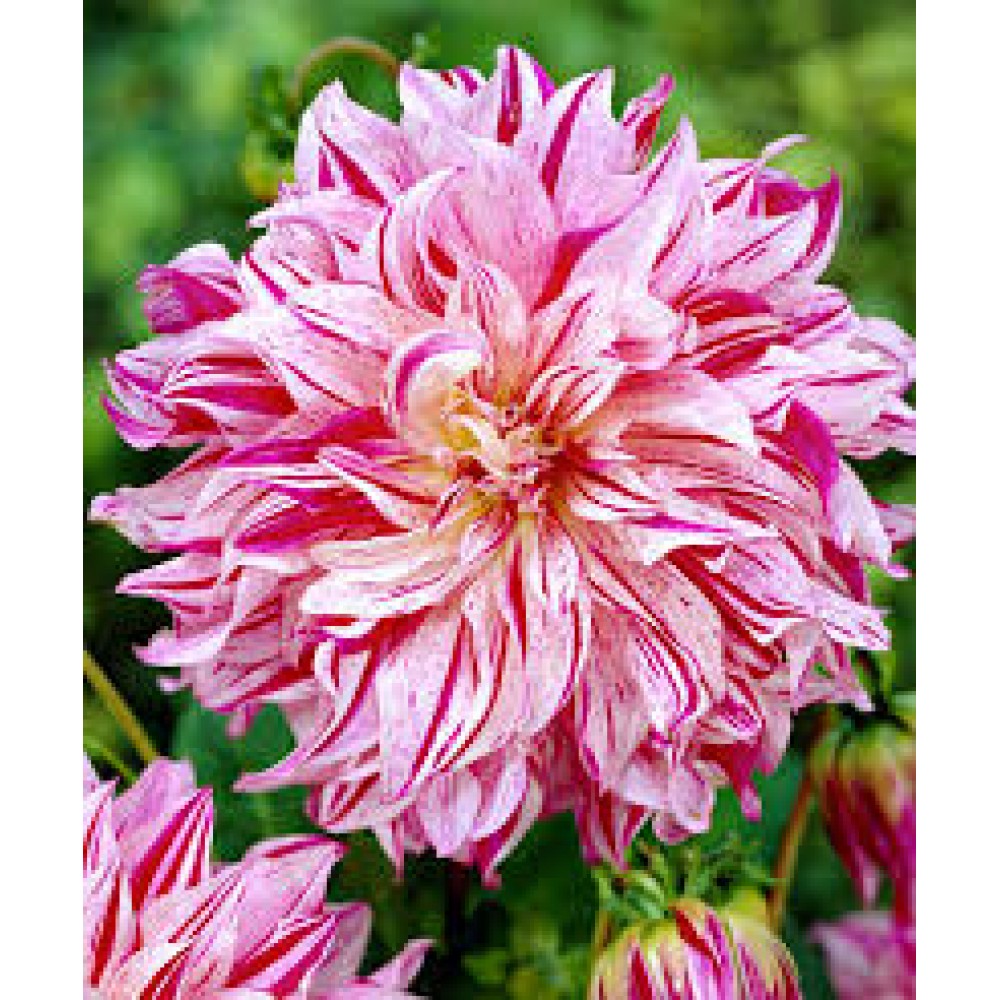 Георгина декоративная Бристол Страйп ЦО