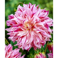 Георгина декоративная Бристол Страйп ЦО