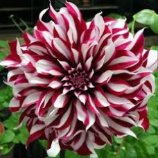 Георгина декоративная Тартан ЦО