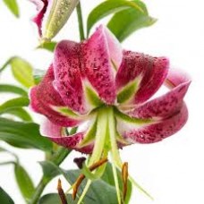 Лилия Блэк Бьюти ЦО