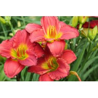 Лилейник гибридный Ред Хот Ритернз ЦО