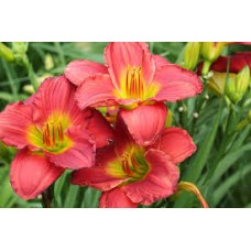 Лилейник гибридный Ред Хот Ритернз ЦО
