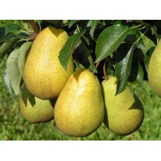 Груша Лада ОКС