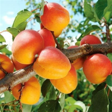 Абрикос Фаворит ОКС