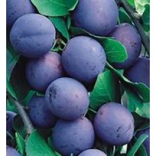 Слива Гигант Плюс ОКС