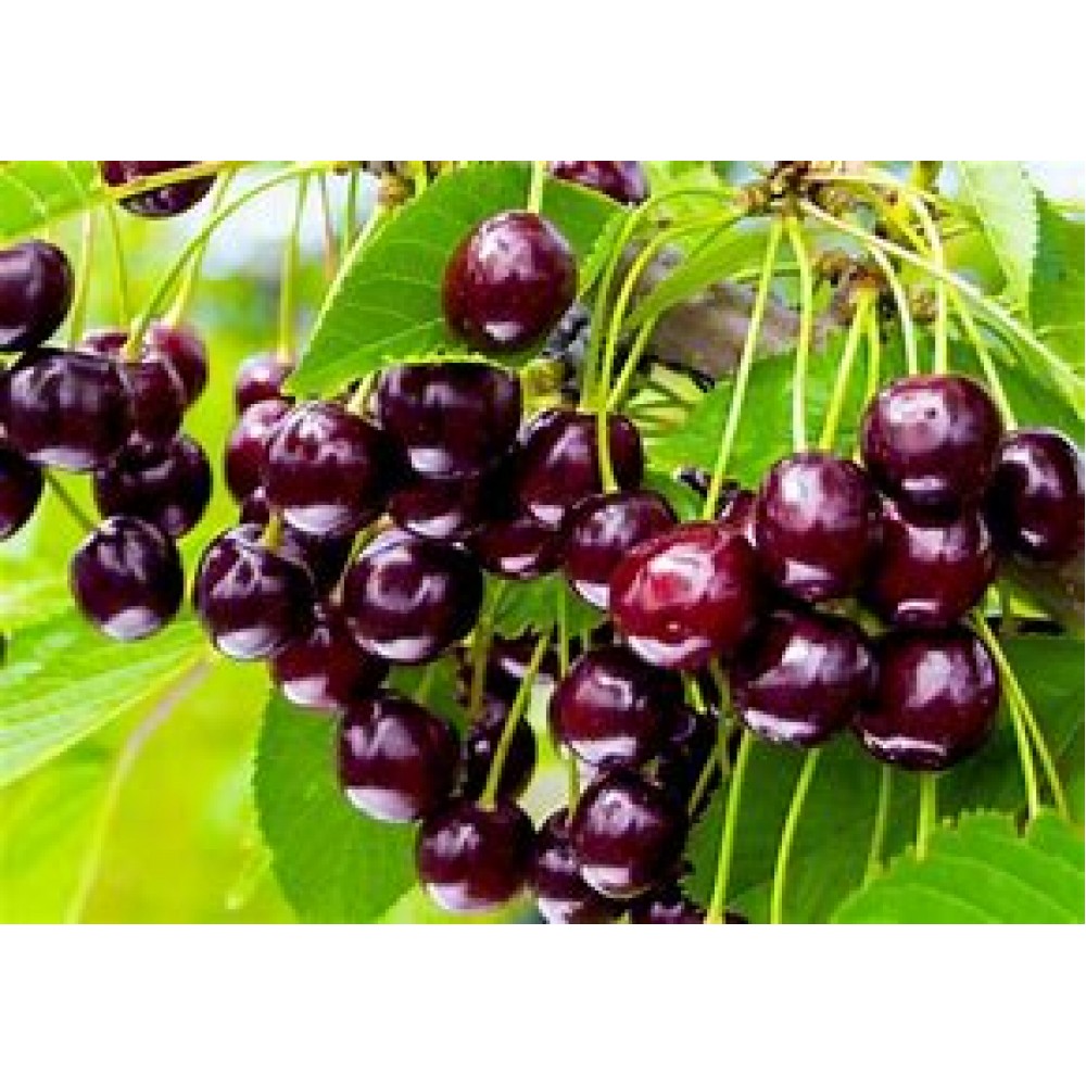 Черешня Овстуженка ОКС