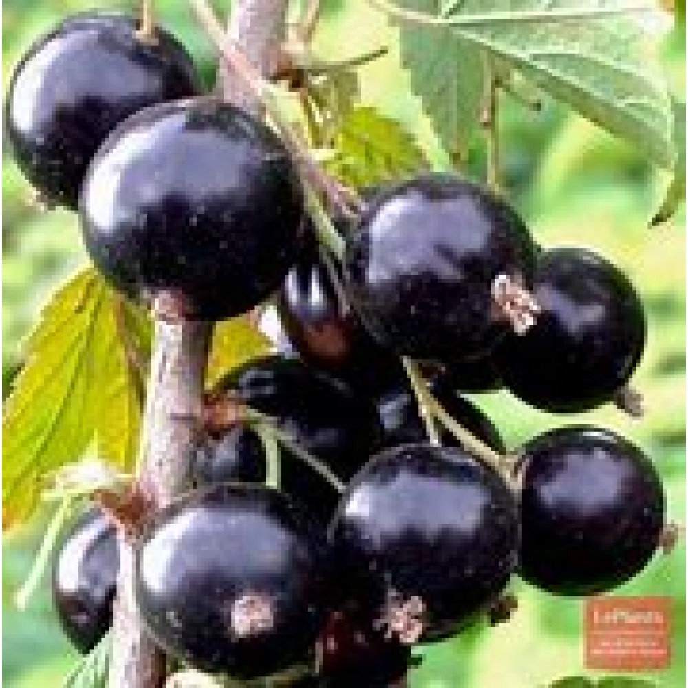 Смородина черная Перун ОКС