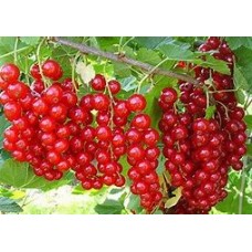 Смородина красная Йонкер Ван Тетс ЗКС