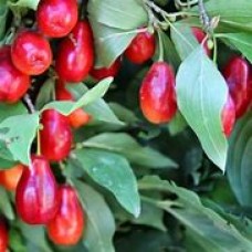 Кизил Владимирский ОКС