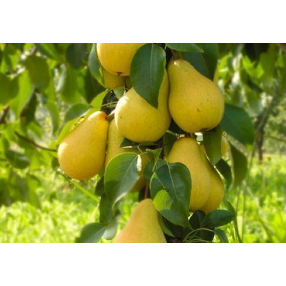 Слива колоновидная Блю Свит ОКС