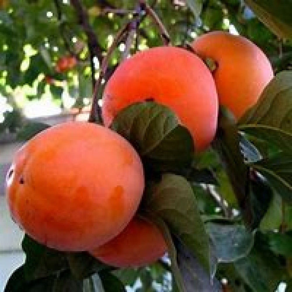 Мушмула ОКС