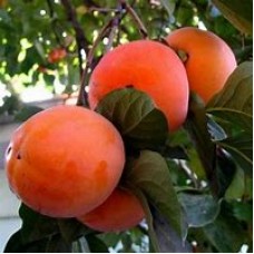 Мушмула ОКС