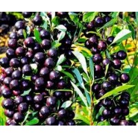 Вишня Бессея ОКС