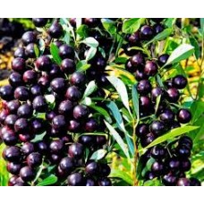 Вишня Бессея ОКС