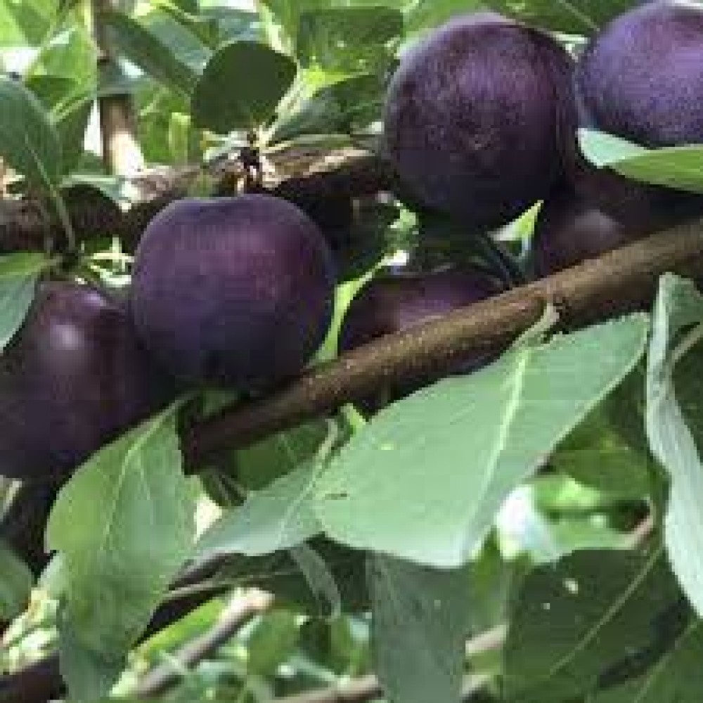 Сливово-вишневый гибрид Опата ОКС