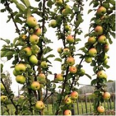 Яблоня колоновидная Президент ОКС