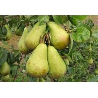 Груша Конференция ОКС