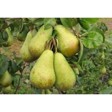 Груша Конференция ОКС