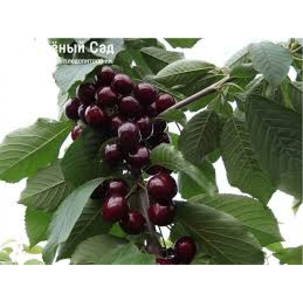 Сливово-вишневый гибрид Омская ночка ОКС