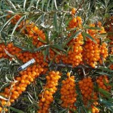Облепиха Джемовая ОКС