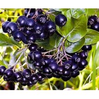 Рябина черноплодная Черноокая ОКС