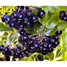 Рябина черноплодная Черноокая ОКС