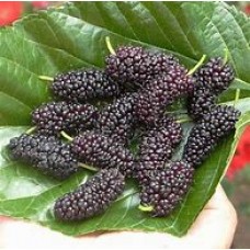 Шелковица черная Смуглянка ОКС