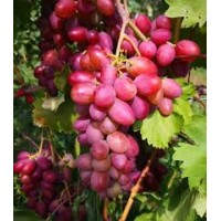 Виноград красный Малиновый супер ОКС