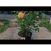 Роза в ассортименте