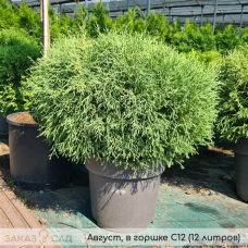 Туя шаровидная Мистер Боулинг Болл 