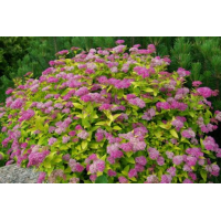 Спирея Голден Принцесс 