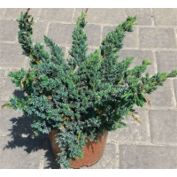 Можжевельник Мейери 