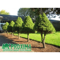 Ель Коника на штамбе