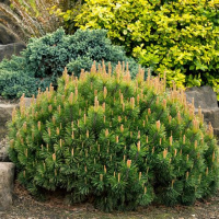 Сосна горная 