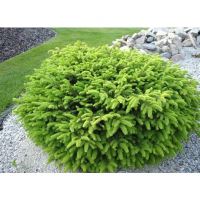 Ель Нидиформис гнездовидная 