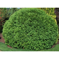 Туя Вудварди