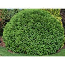 Туя Вудварди