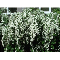 Спирея Вангутта