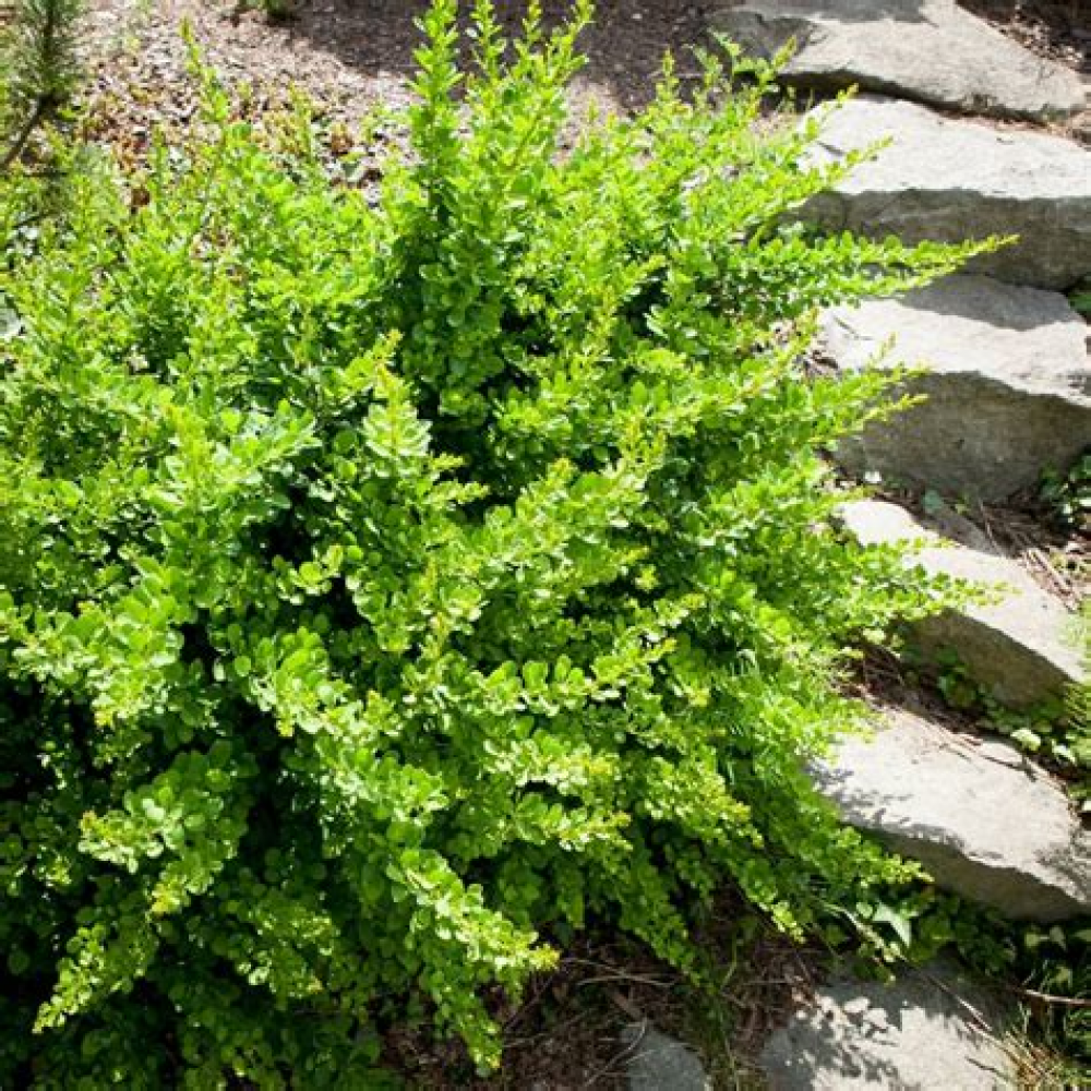 Барбарис зеленый Барбарис зеленый