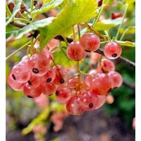 Смородина Розовая голландская ОКС