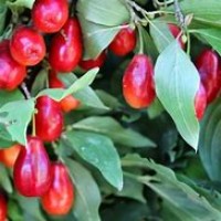 Кизил Лукьяновский ОКС