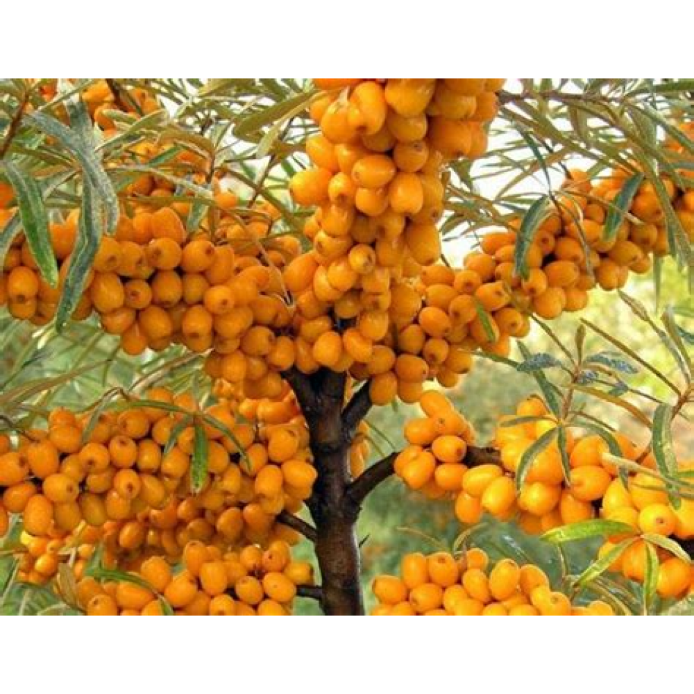 Облепиха Чуйская ОКС