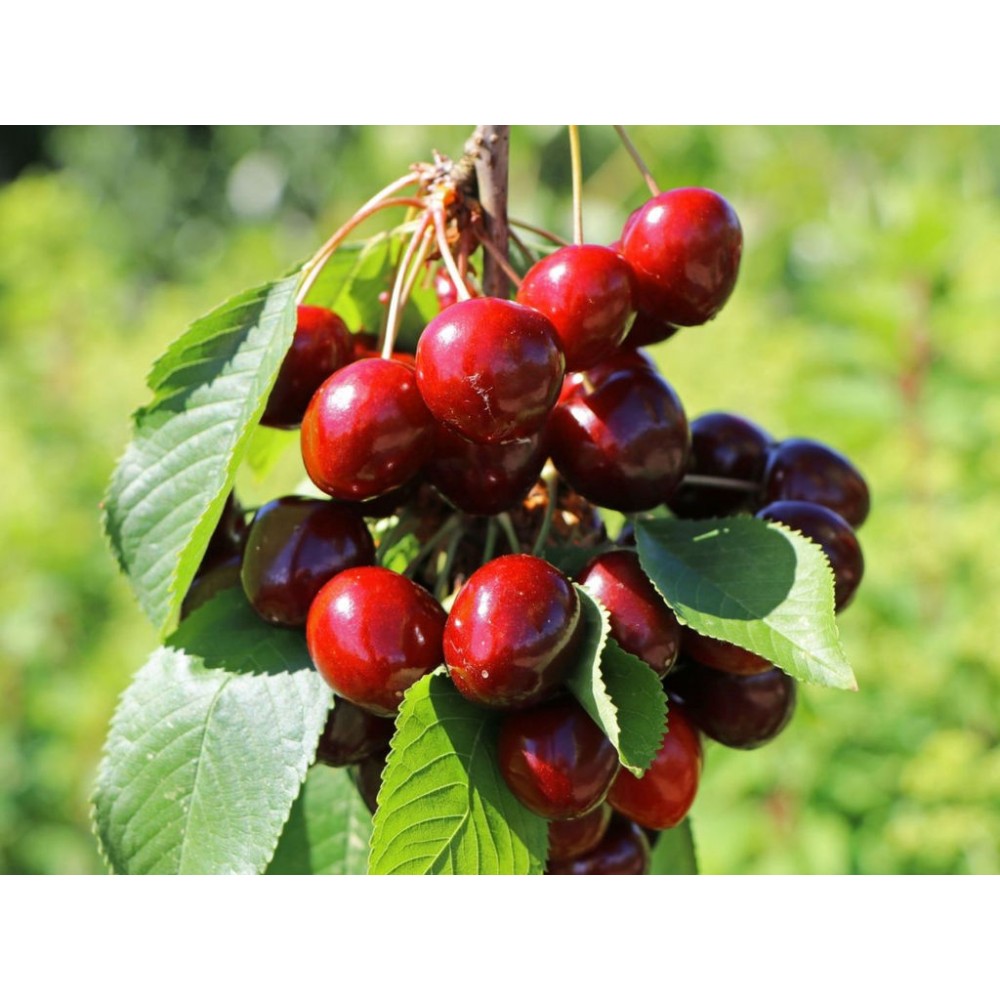 Вишня Десертная Морозовой ОКС АКЦИЯ Вишня Десертная Морозовой ОКС АКЦИЯ