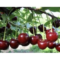 Вишня Жуковская ОКС