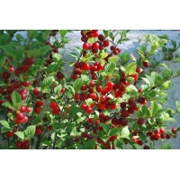 Вишня войлочная Красавица ОКС