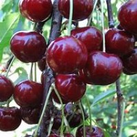 Черевишня Ночка ОКС